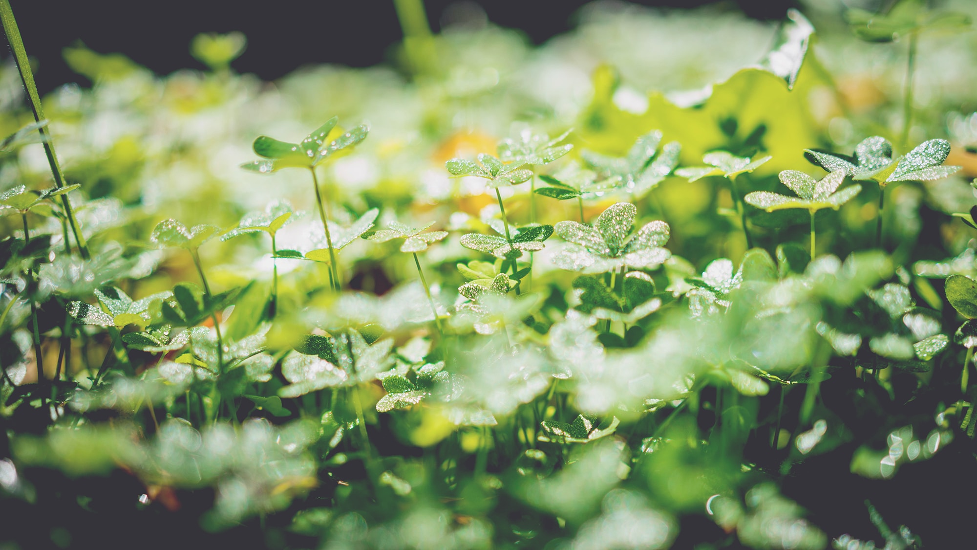 The Clover Lawn: Embracing the Benefits of a Green Revolution